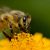 Bees are Crucial to Our World Here’s How We Can Help Them