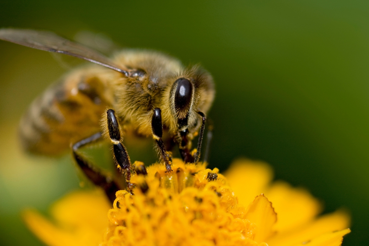 Bees are Crucial to Our World Here’s How We Can Help Them