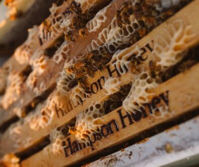 Hampson HOney - Bulk Honey - bees on a hive close up