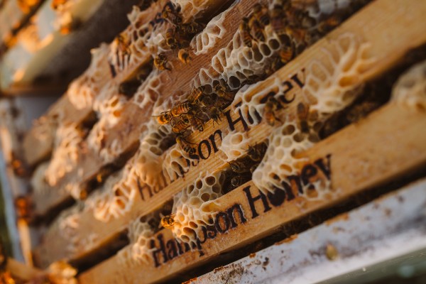 Australian Bulk Honey Options, Hampson Honey