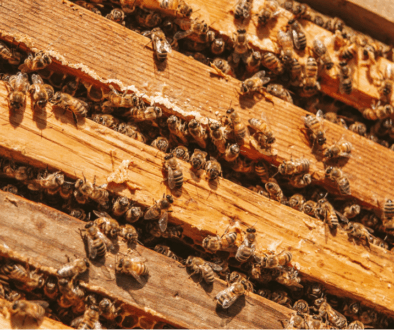 Pure raw honey